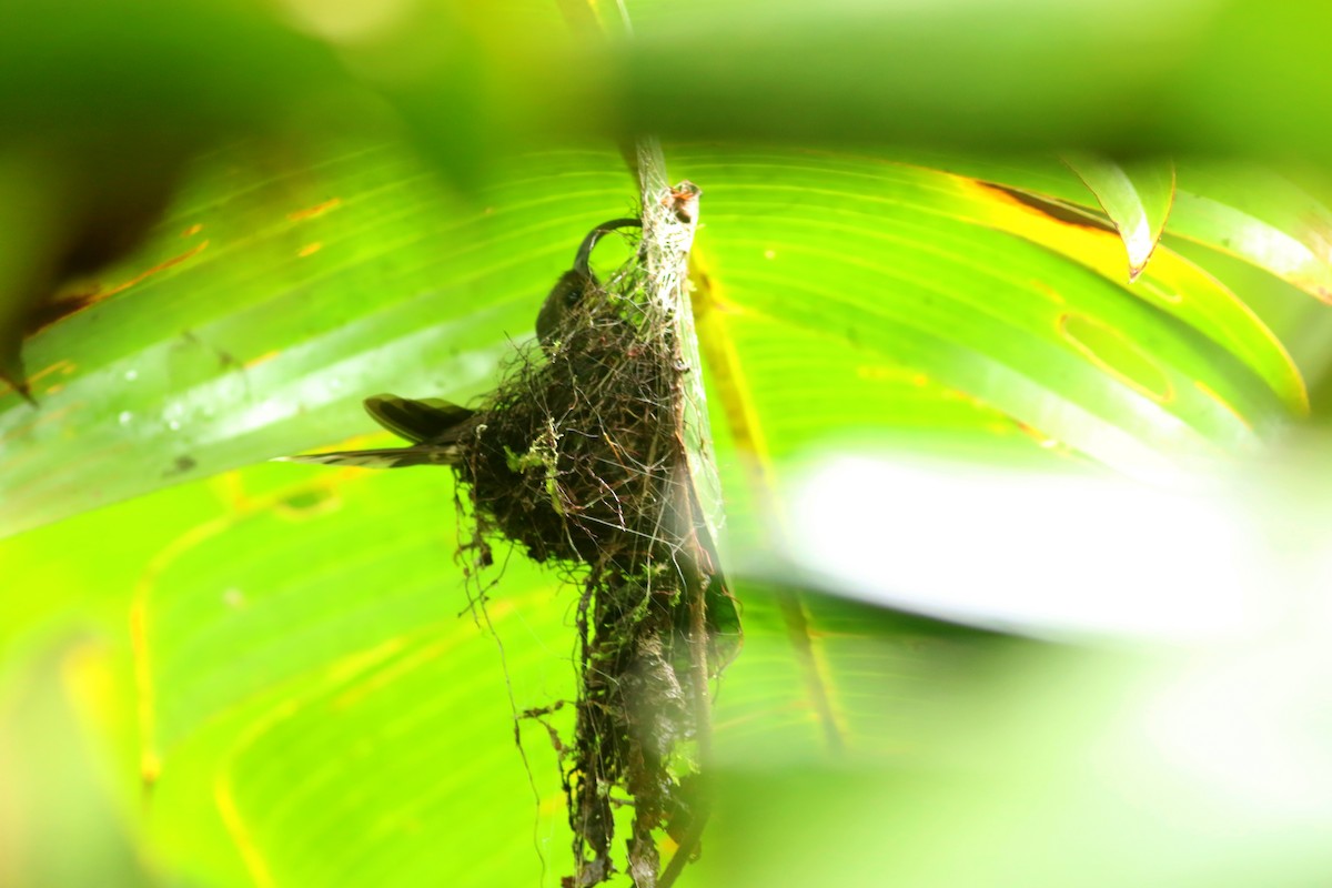 White-tipped Sicklebill - ML638341044