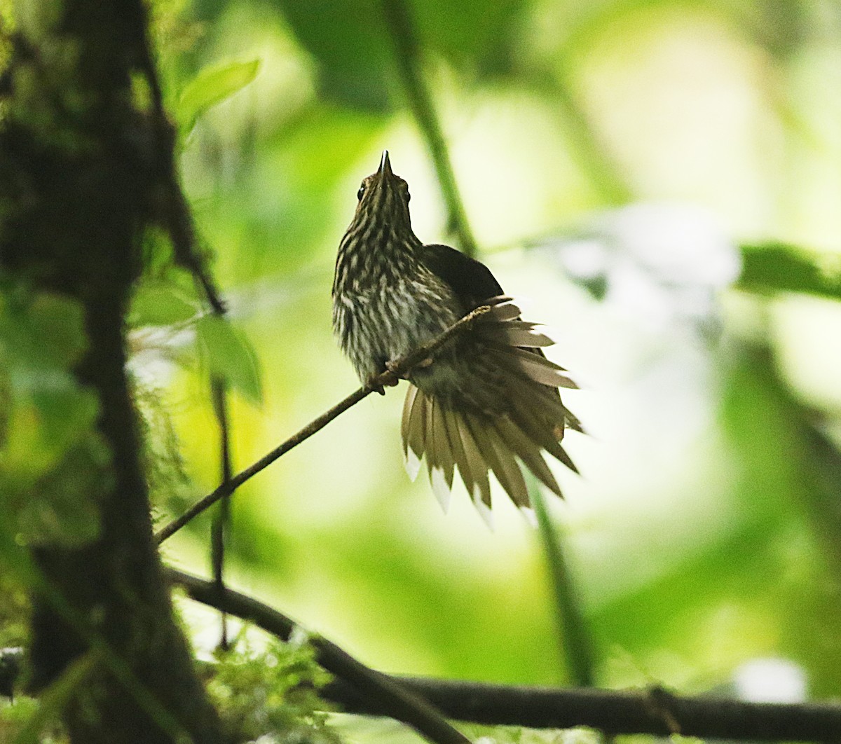 White-tipped Sicklebill - ML638341055