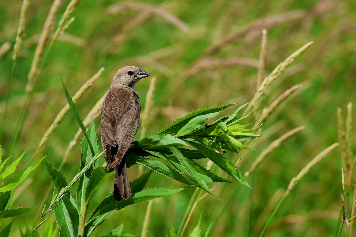 Brown-headed Cowbird - ML638341056