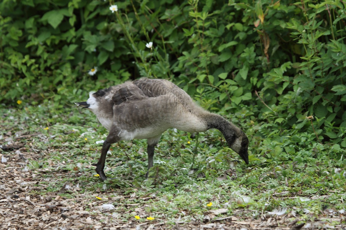 Canada Goose - ML638341065