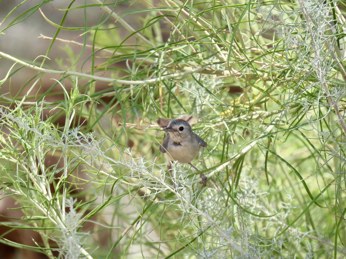 Lucy's Warbler - ML638341066