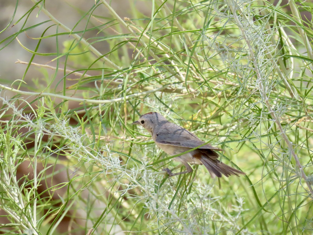 Lucy's Warbler - ML638341067