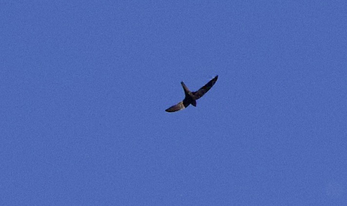 African Swift - ML638341068