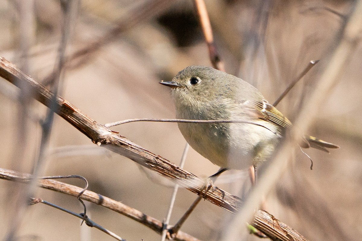 Ruby-crowned Kinglet - ML638341072