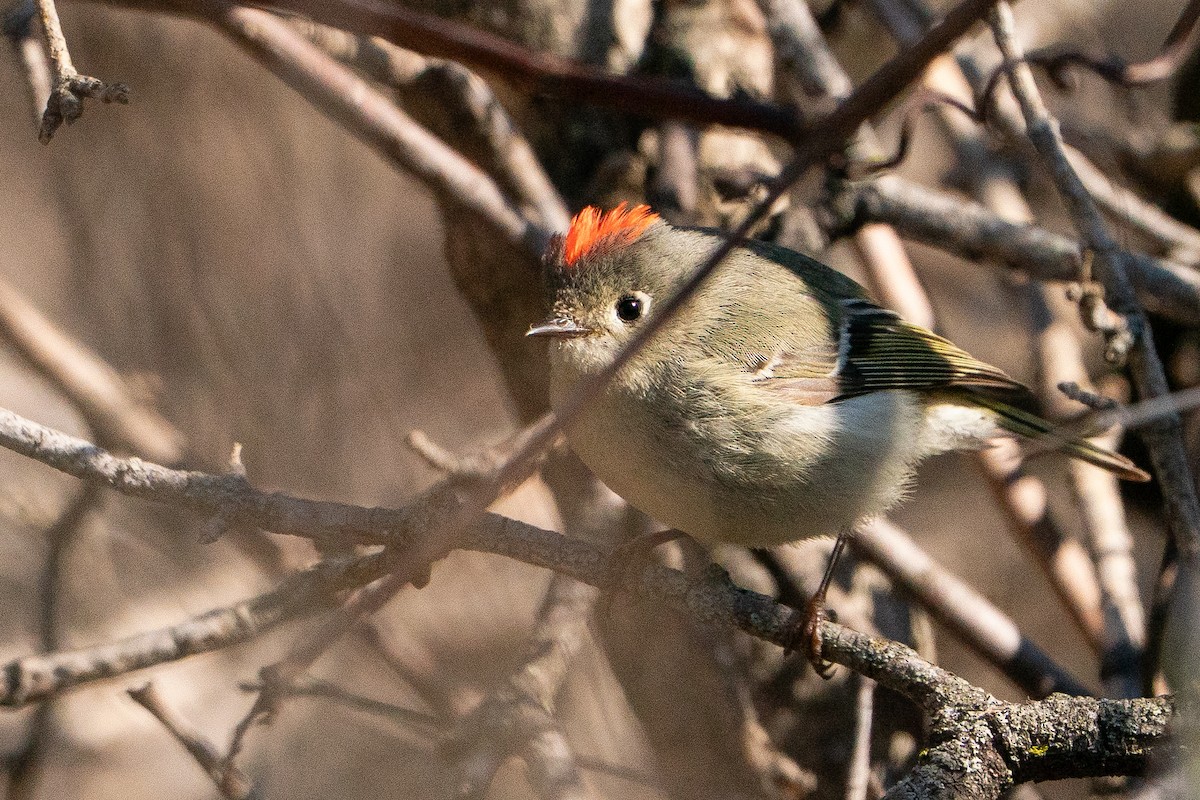 Ruby-crowned Kinglet - ML638341073