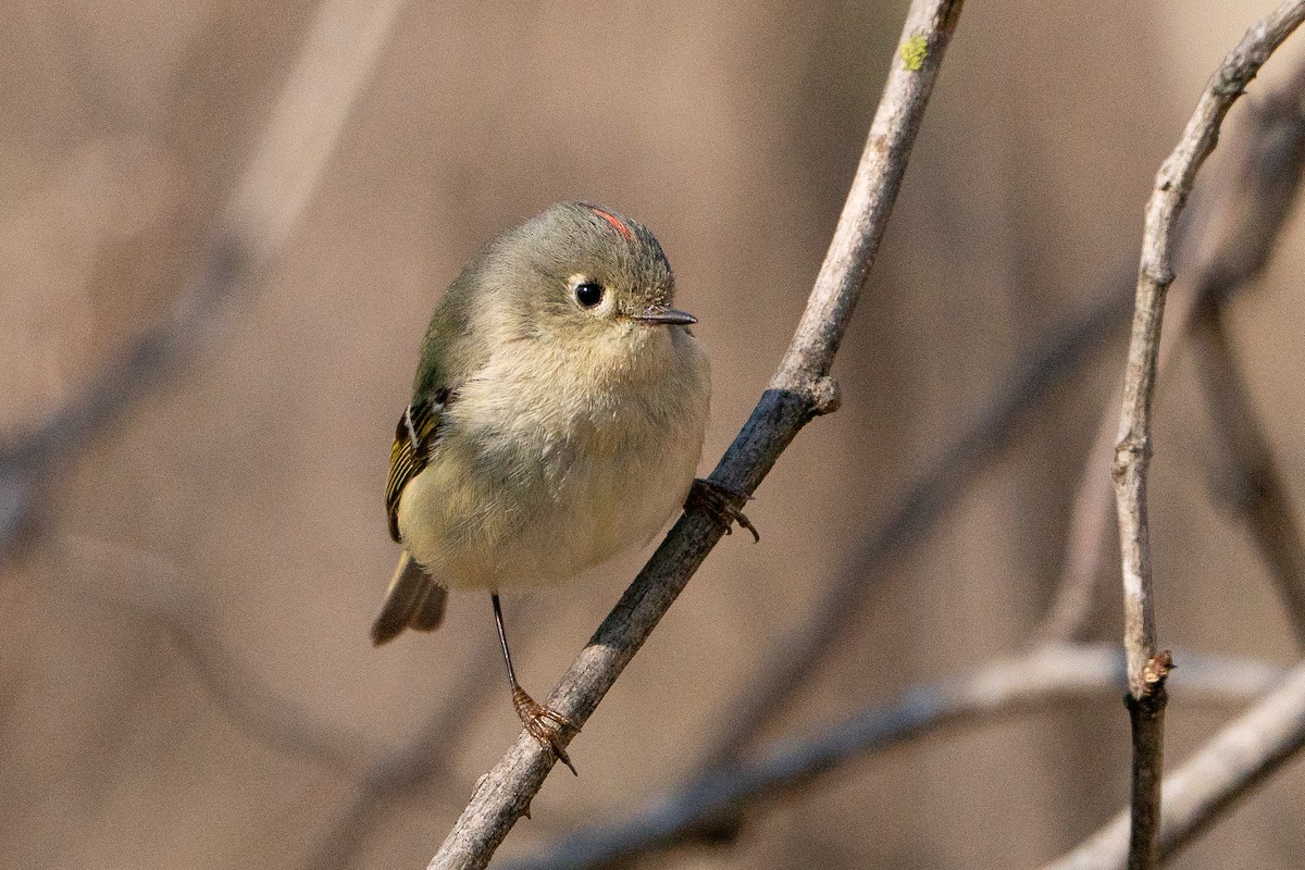 Ruby-crowned Kinglet - ML638341078