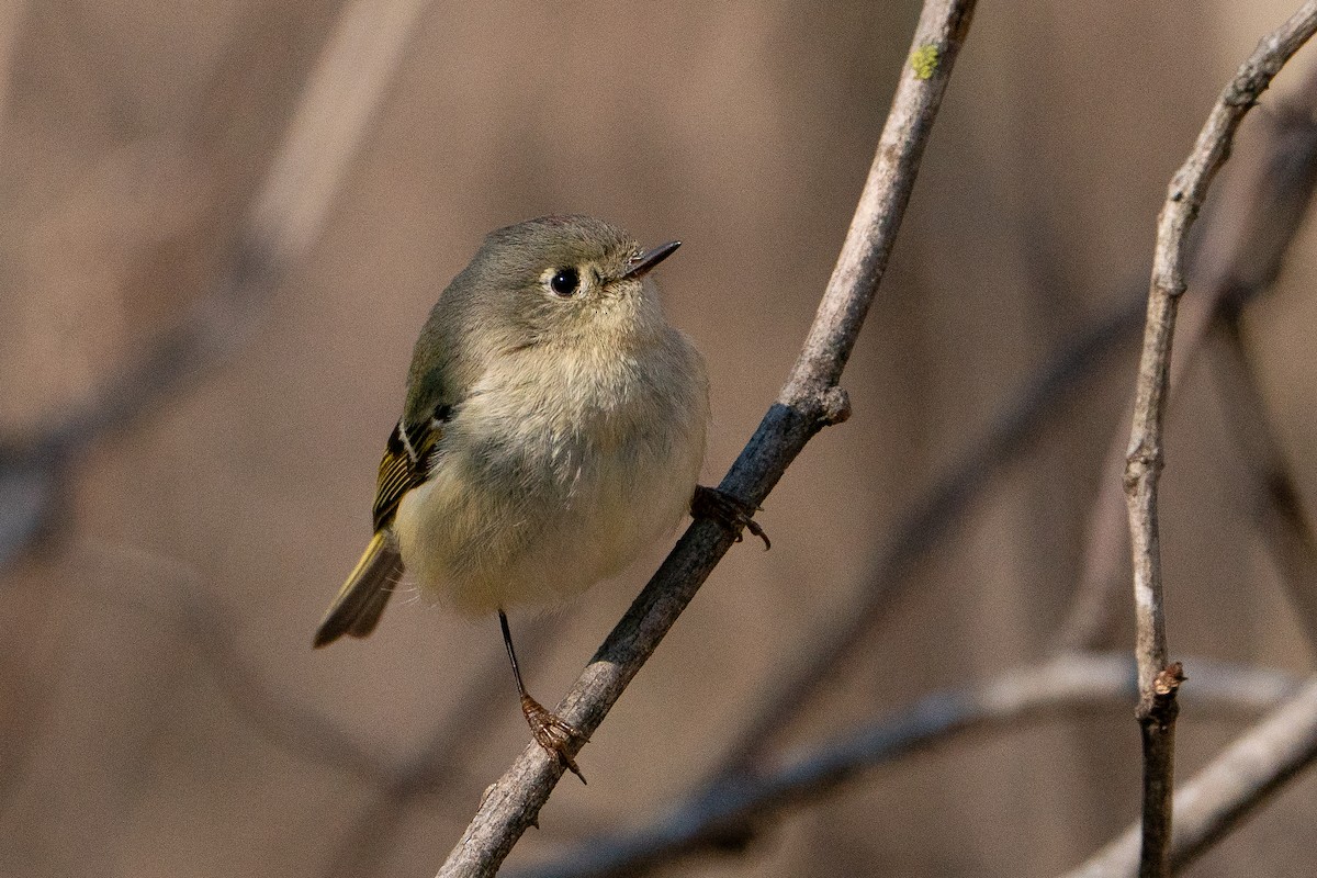 Ruby-crowned Kinglet - ML638341079