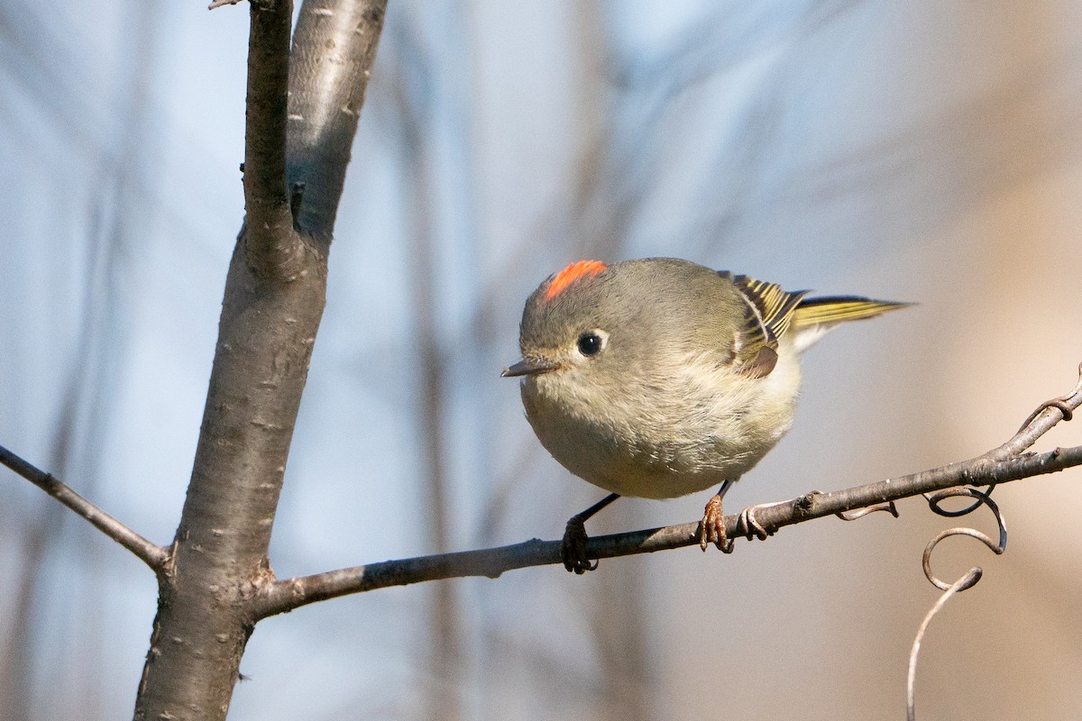 Ruby-crowned Kinglet - ML638341081