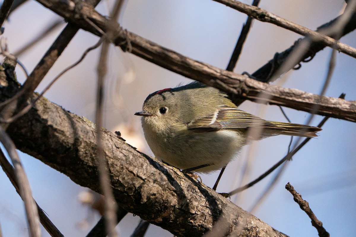 Ruby-crowned Kinglet - ML638341082