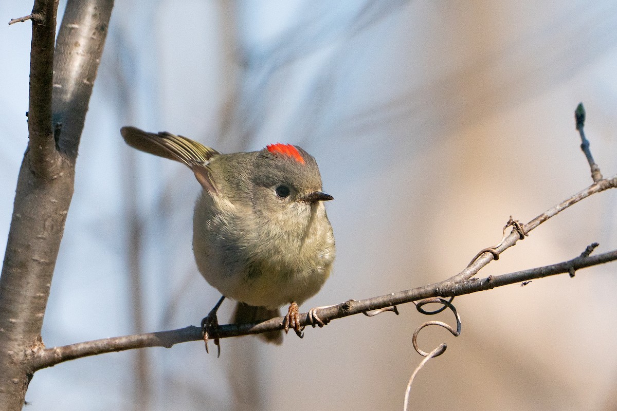 Ruby-crowned Kinglet - ML638341083