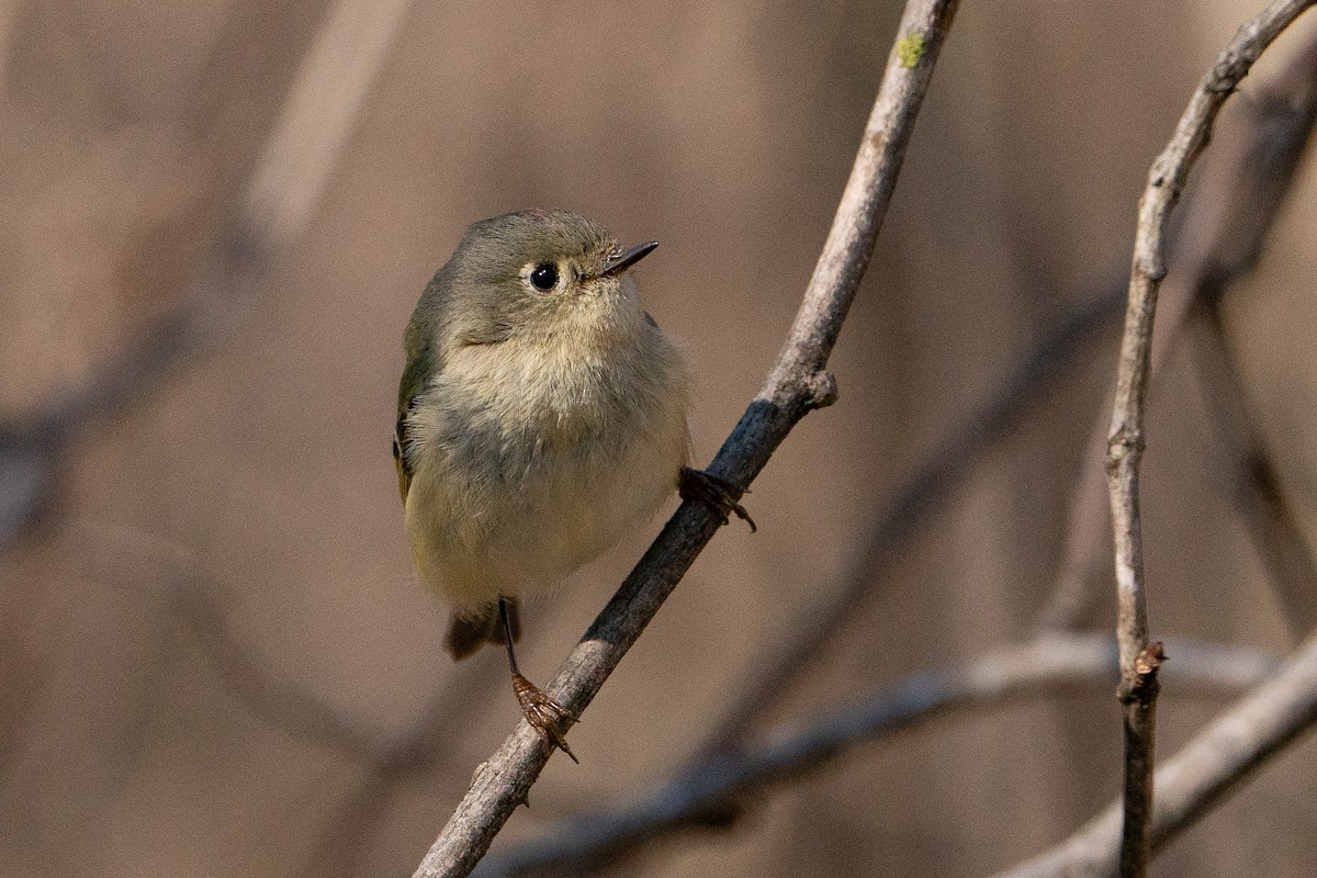Ruby-crowned Kinglet - ML638341084