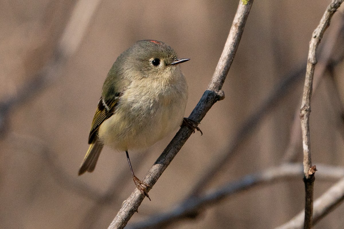 Ruby-crowned Kinglet - ML638341085
