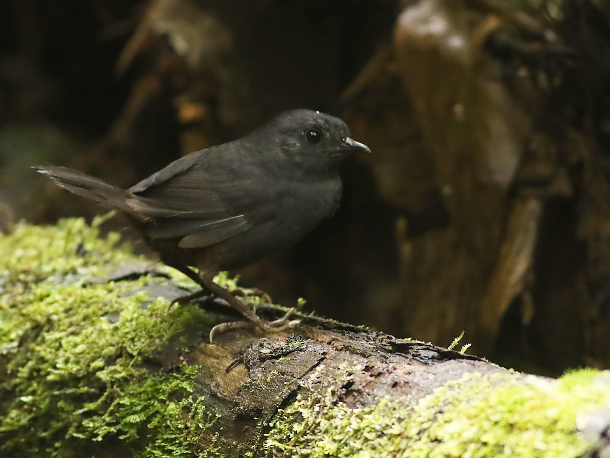 Tatama Tapaculo - ML638341087