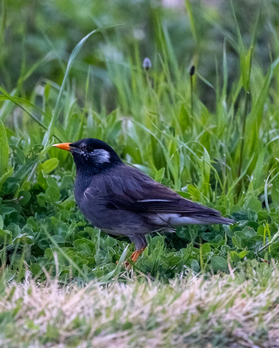 White-cheeked Starling - ML638341092