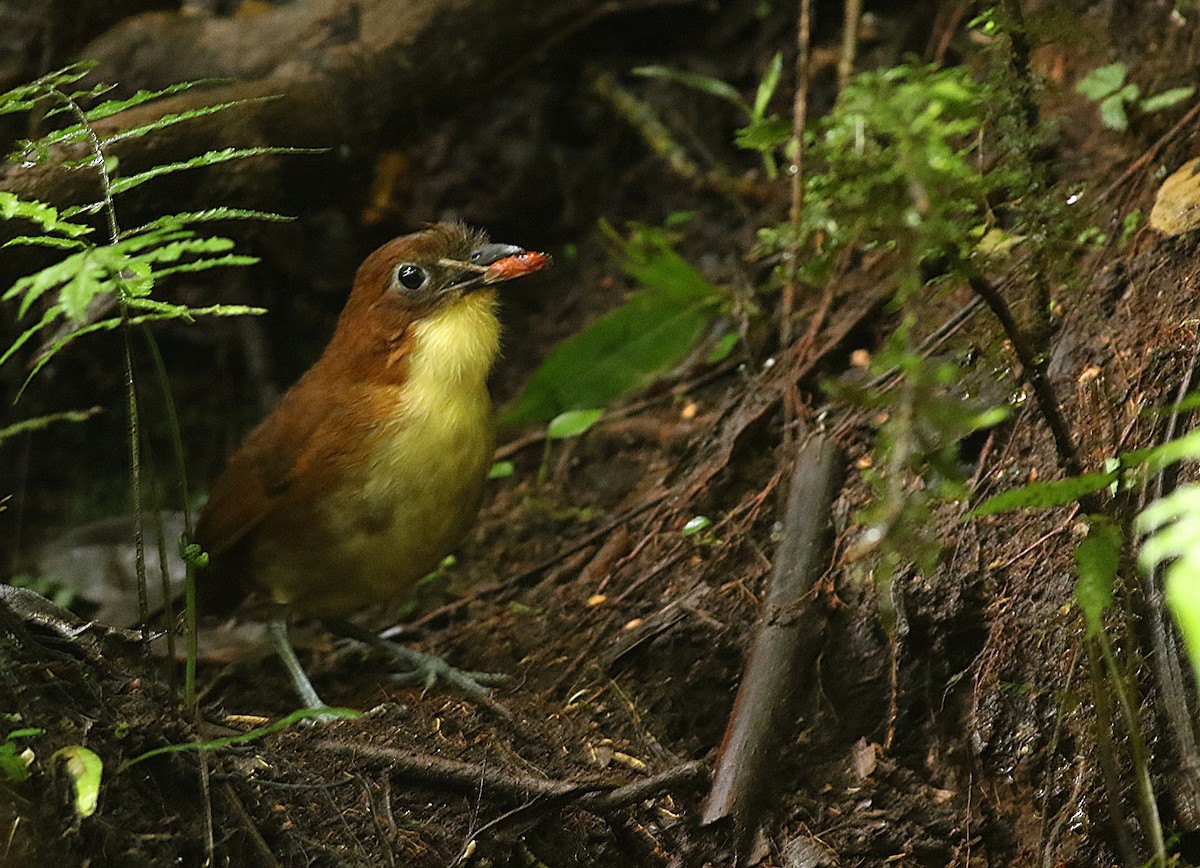 Yellow-breasted Antpitta - ML638341096