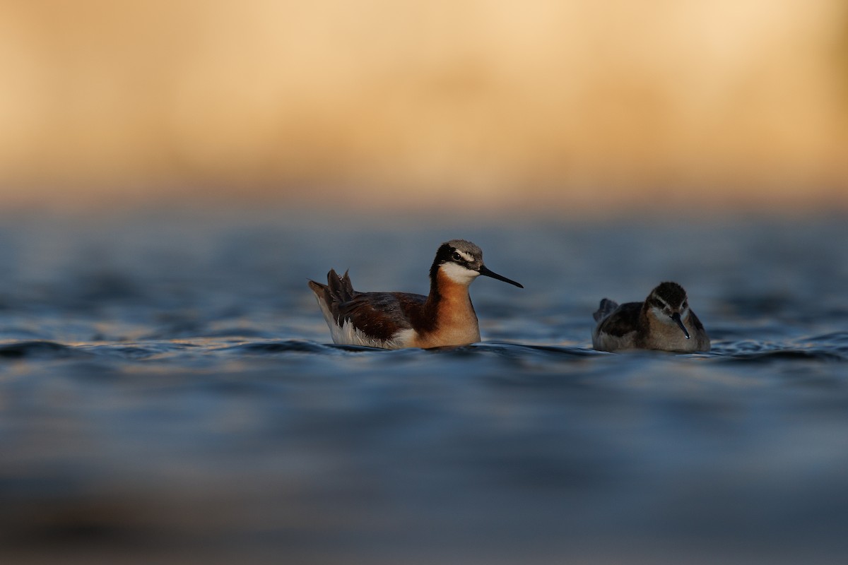 hvithalesvømmesnipe - ML638341099