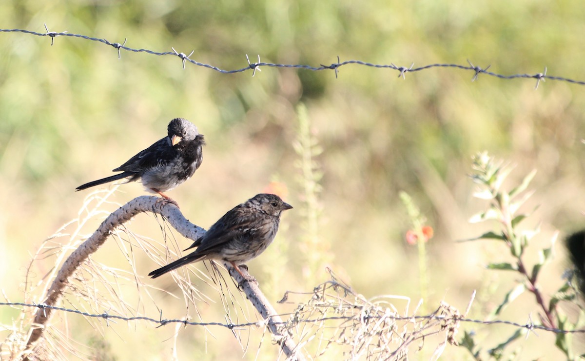 Mourning Sierra Finch - ML638341103