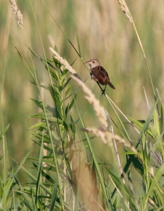 Sedge Wren - ML638341108