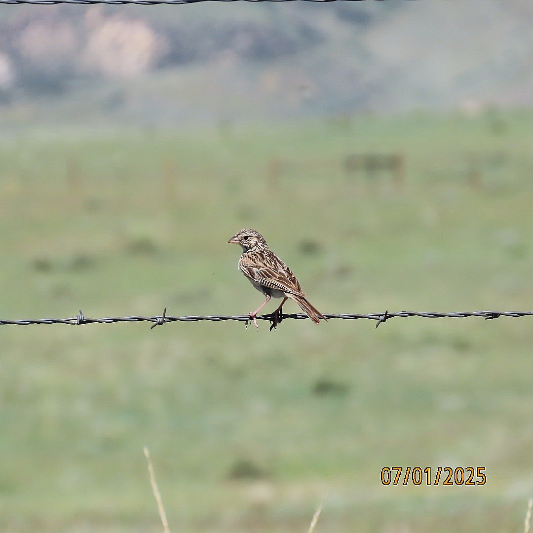 Vesper Sparrow - ML638341111