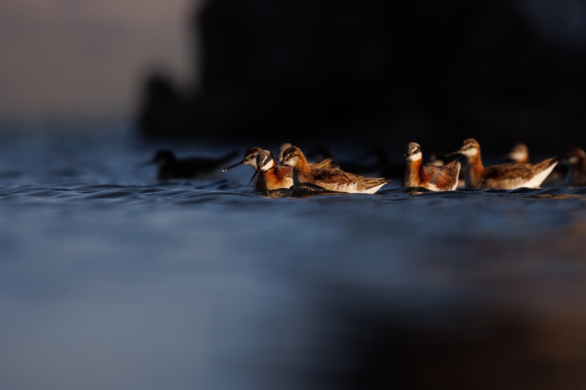 hvithalesvømmesnipe - ML638341113