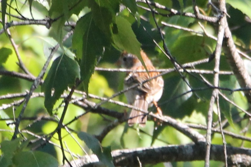 Field Sparrow - ML638341161