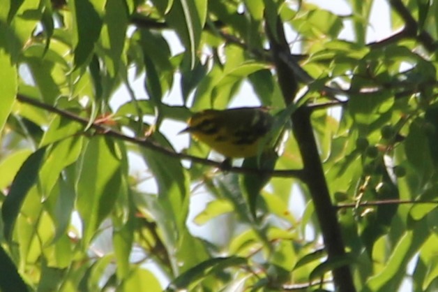 Prairie Warbler - ML638341168