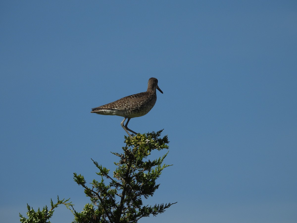 Willet - ML638341172