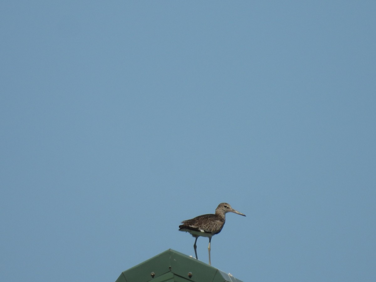 Willet - ML638341173