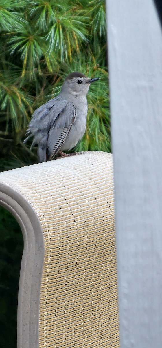 kattespottefugl - ML638341174
