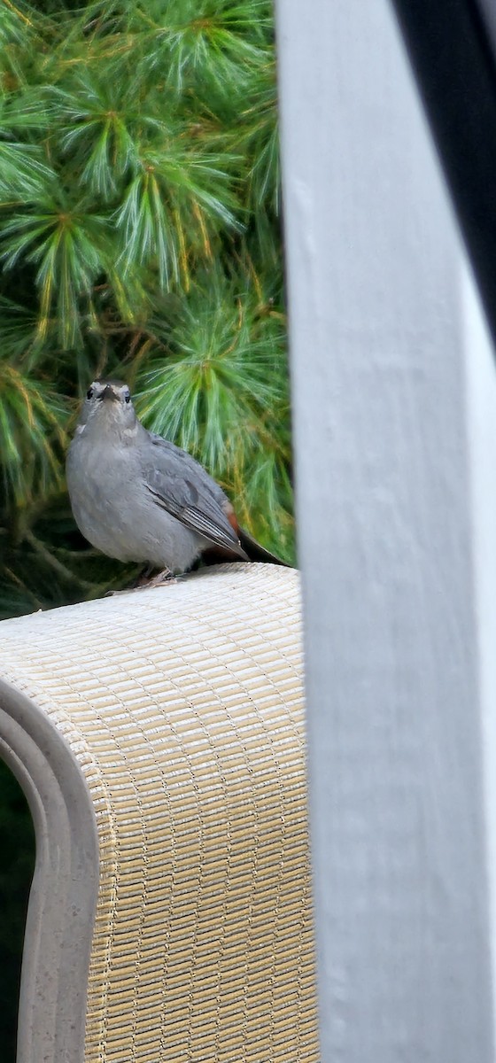 kattespottefugl - ML638341175