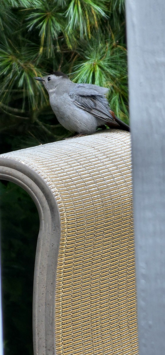 kattespottefugl - ML638341176