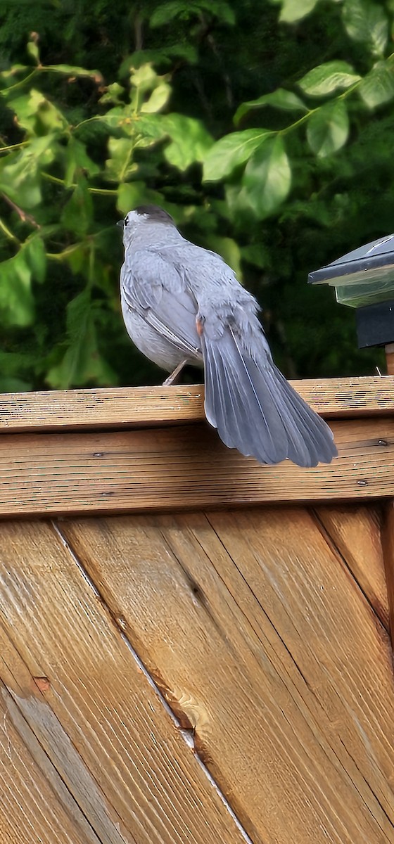 kattespottefugl - ML638341177