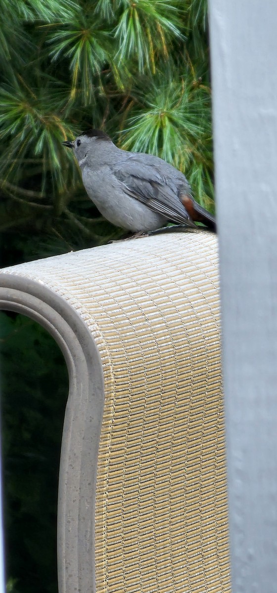 kattespottefugl - ML638341178