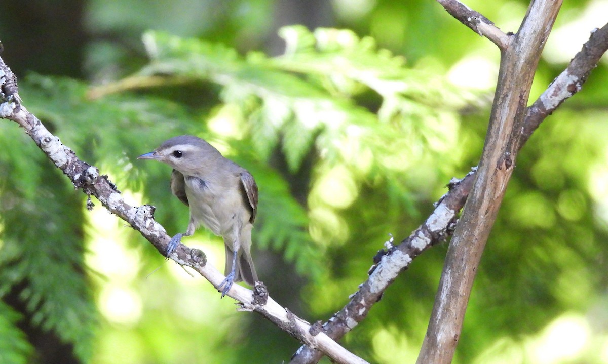 Warbling Vireo - ML638341180
