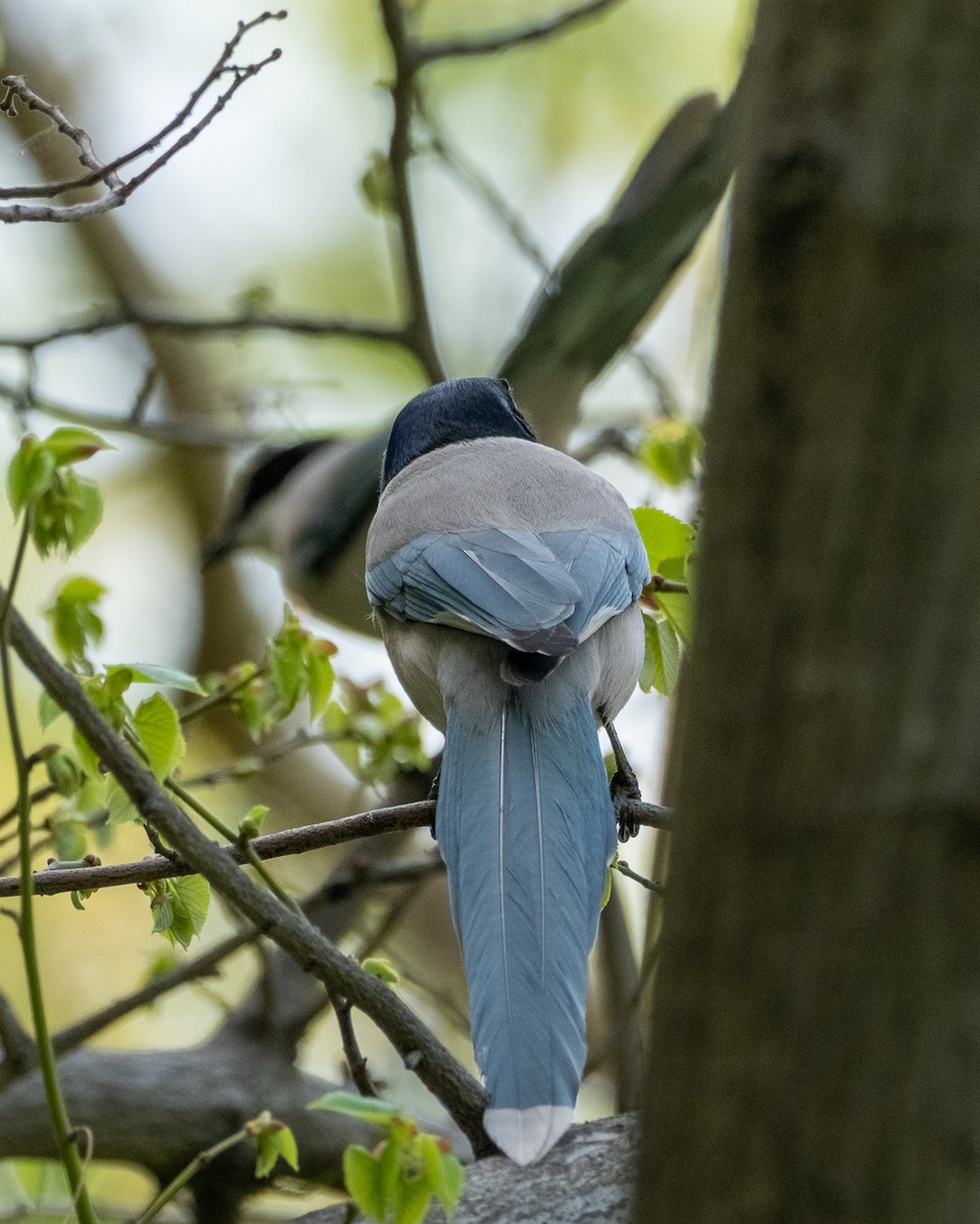Azure-winged Magpie - ML638341189