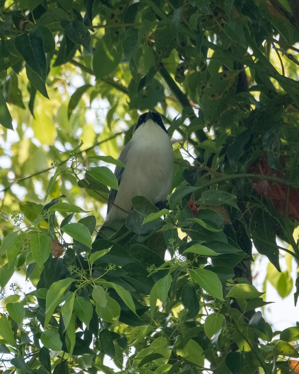 Azure-winged Magpie - ML638341190
