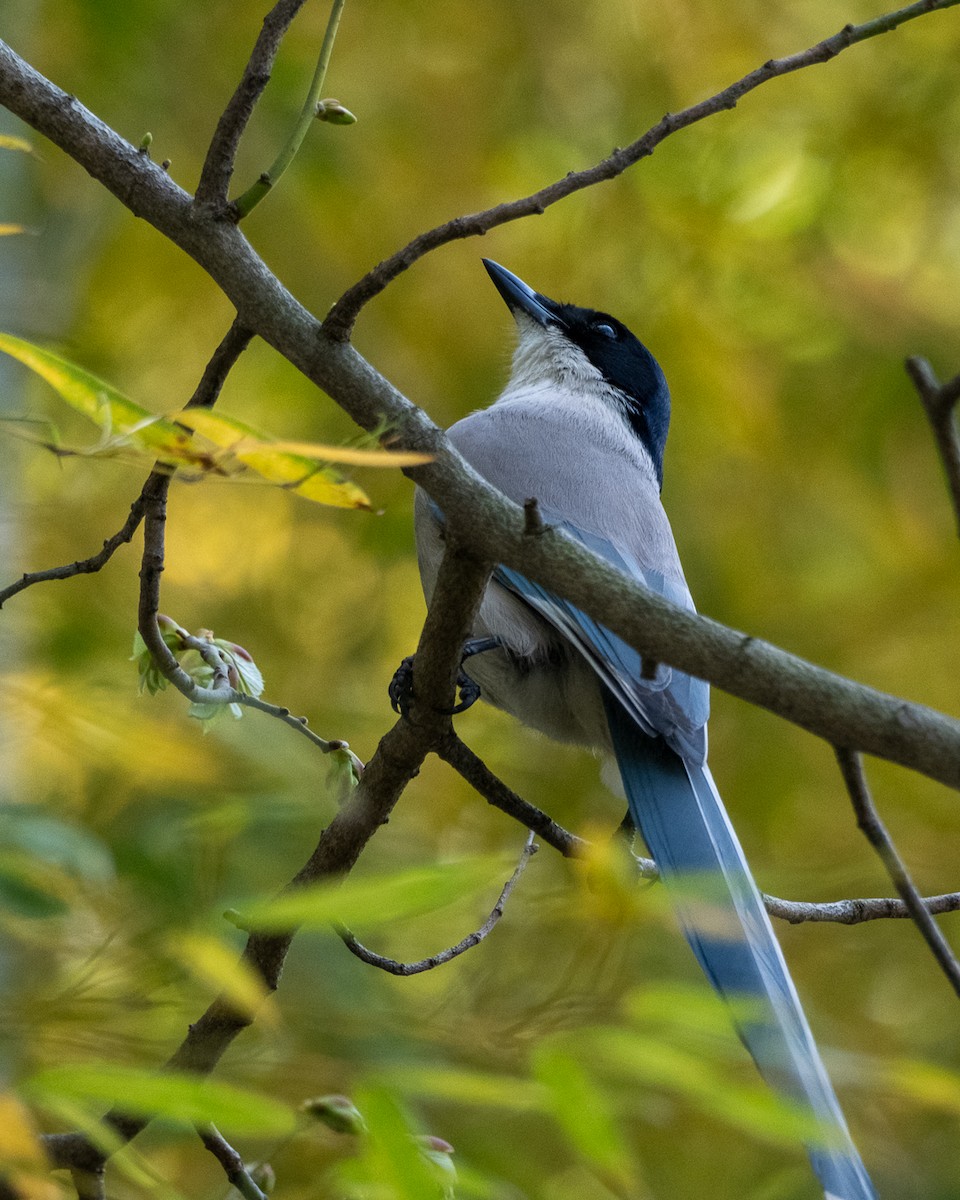 Azure-winged Magpie - ML638341191