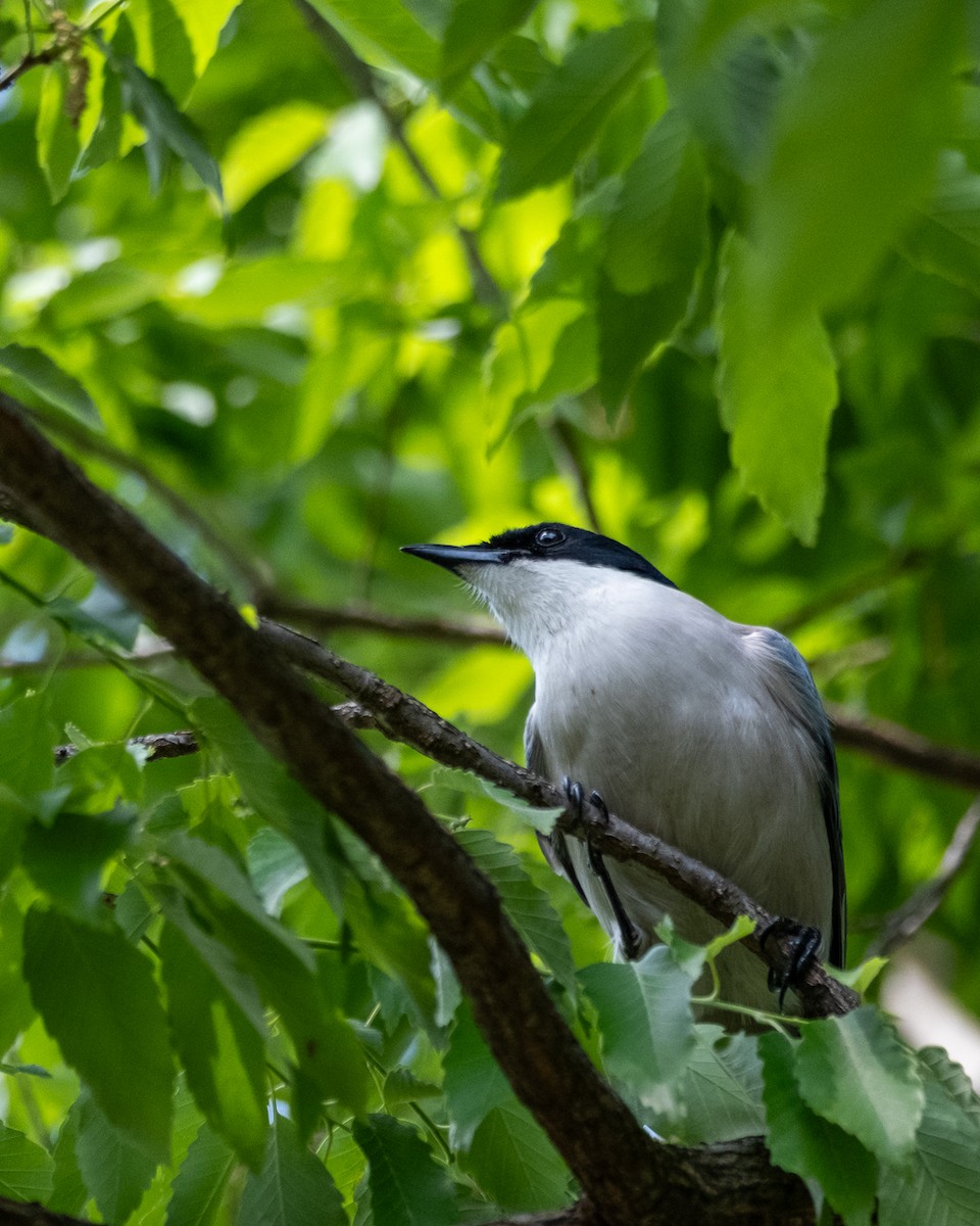 Azure-winged Magpie - ML638341192