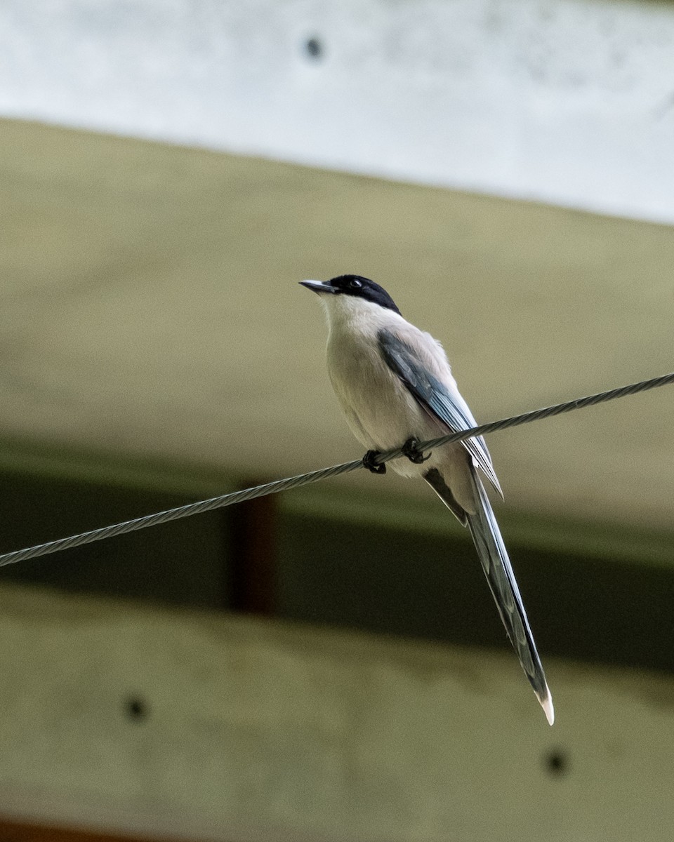 Azure-winged Magpie - ML638341193