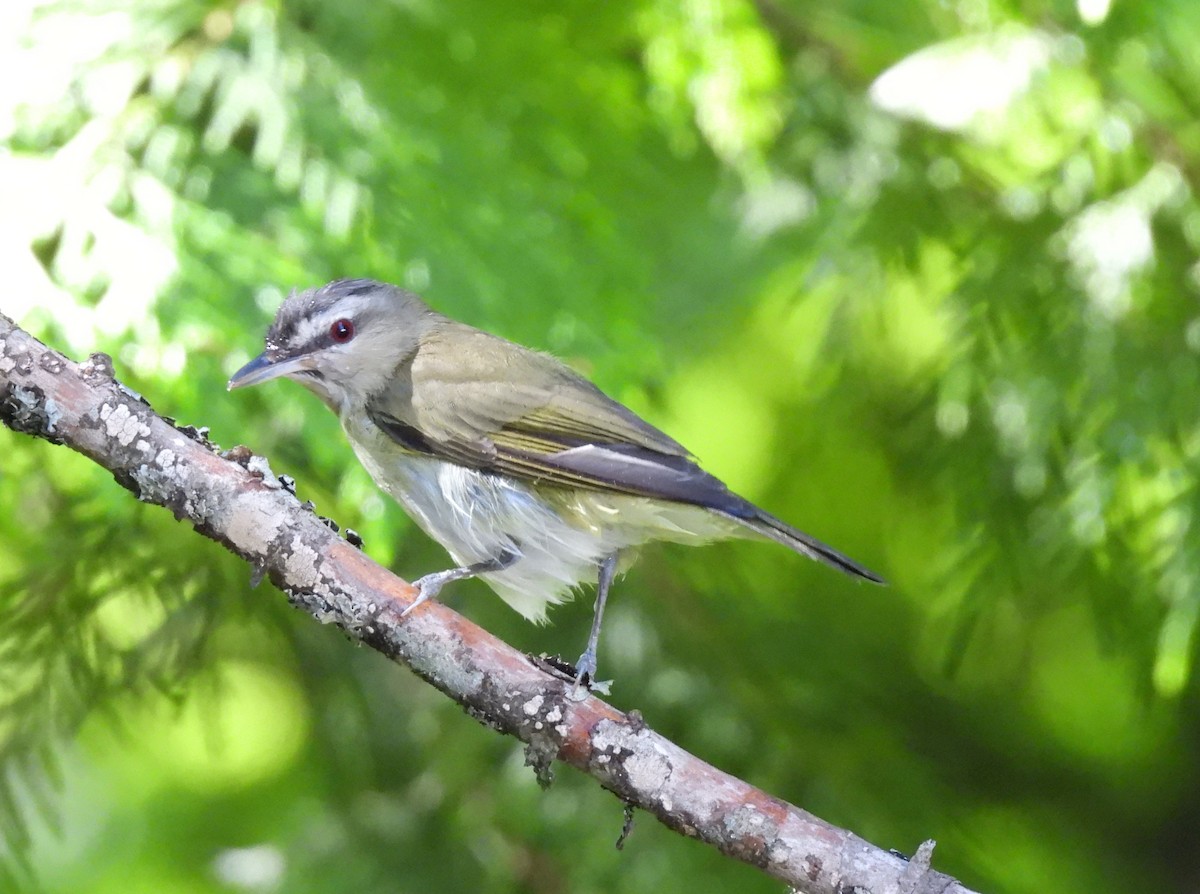 Vireo begigorria - ML638341198