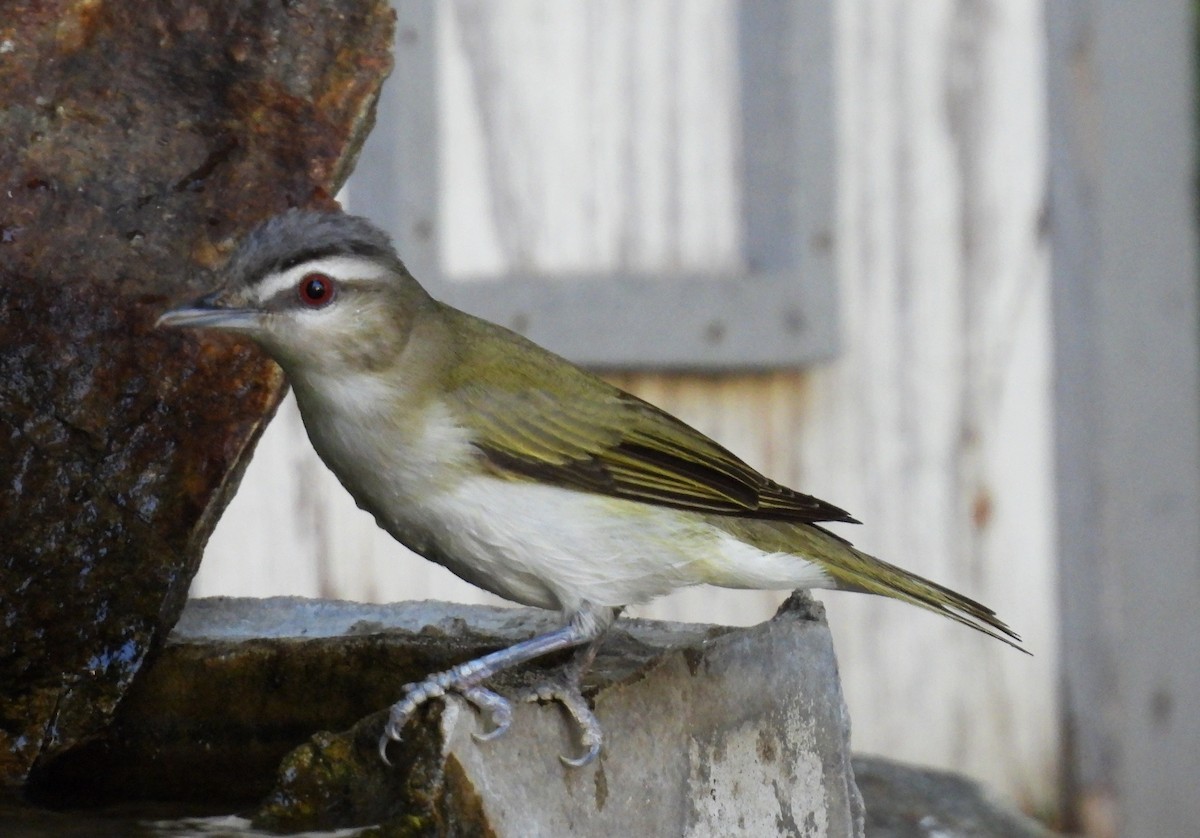 Vireo begigorria - ML638341199