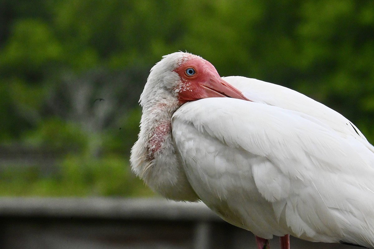 White Ibis - ML638341208