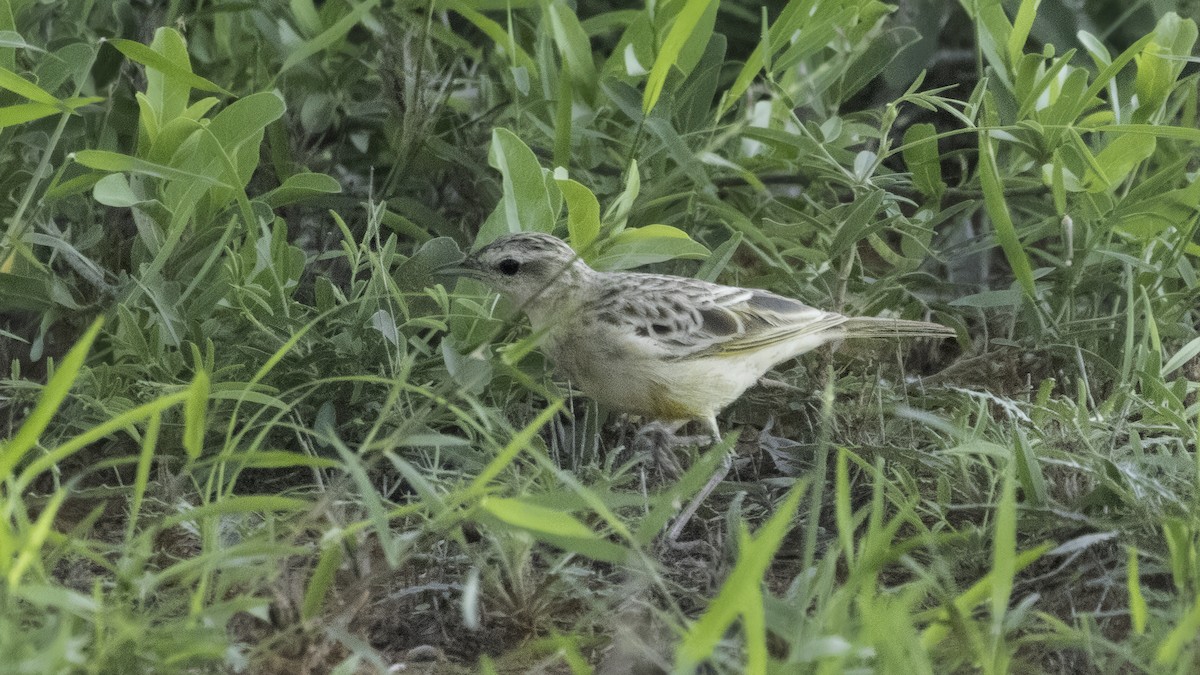 Pipit doré - ML638341246