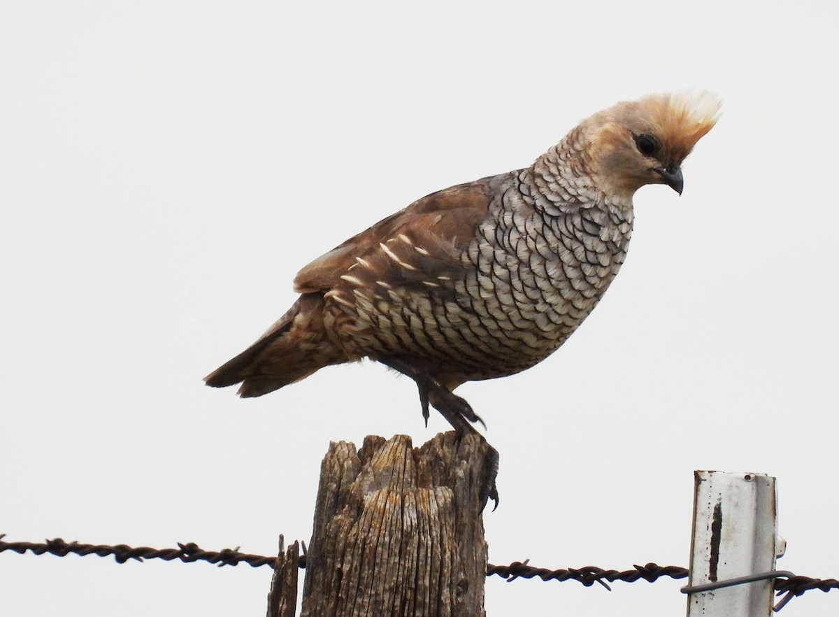 Scaled Quail - ML638341260