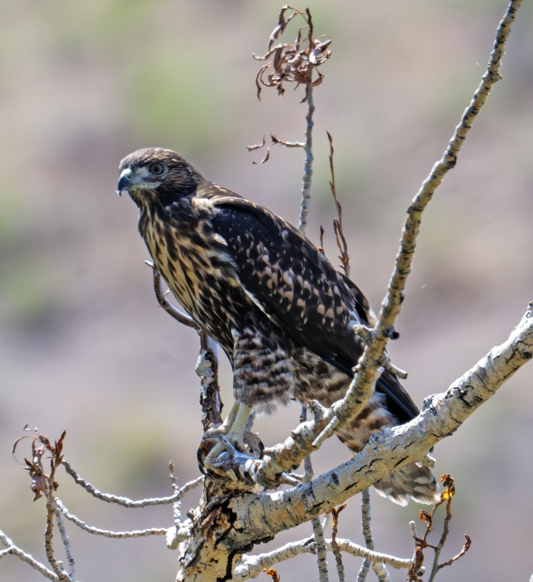 Swainson's Hawk - ML638341264