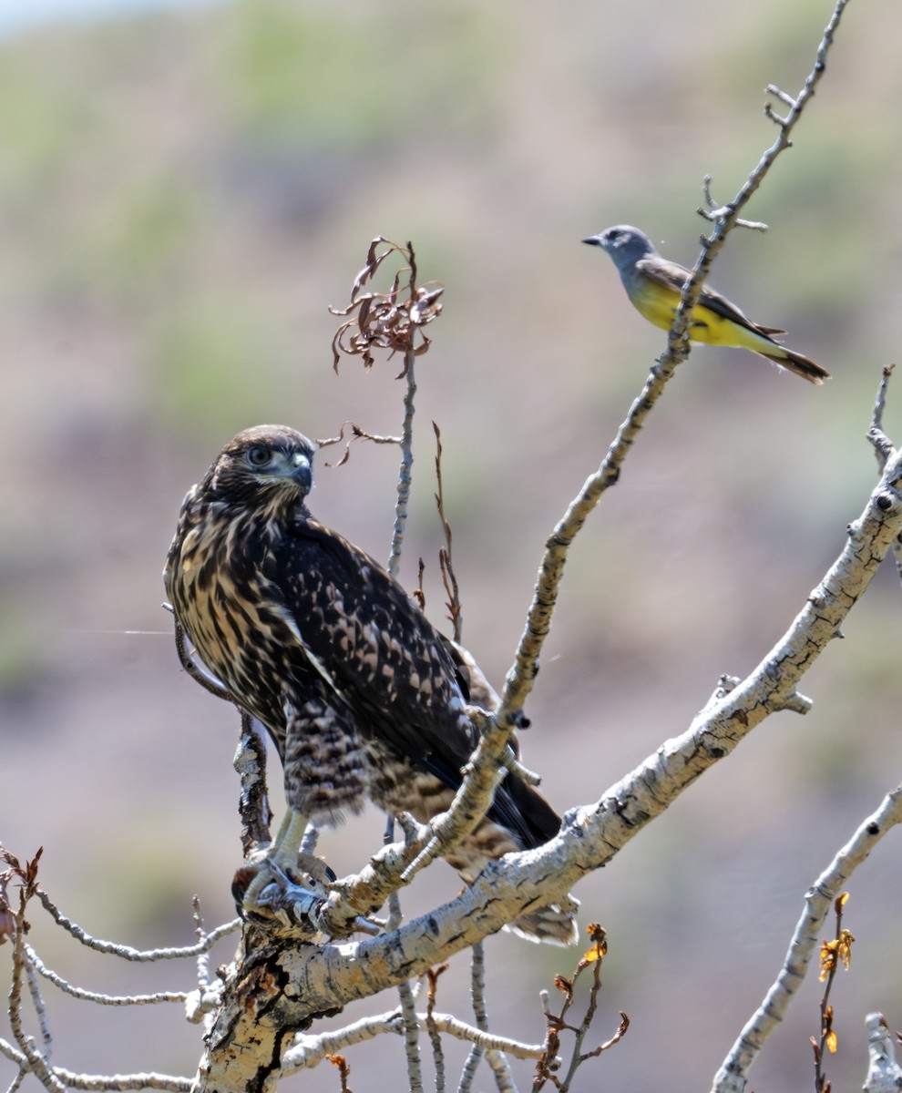 Swainson's Hawk - ML638341265