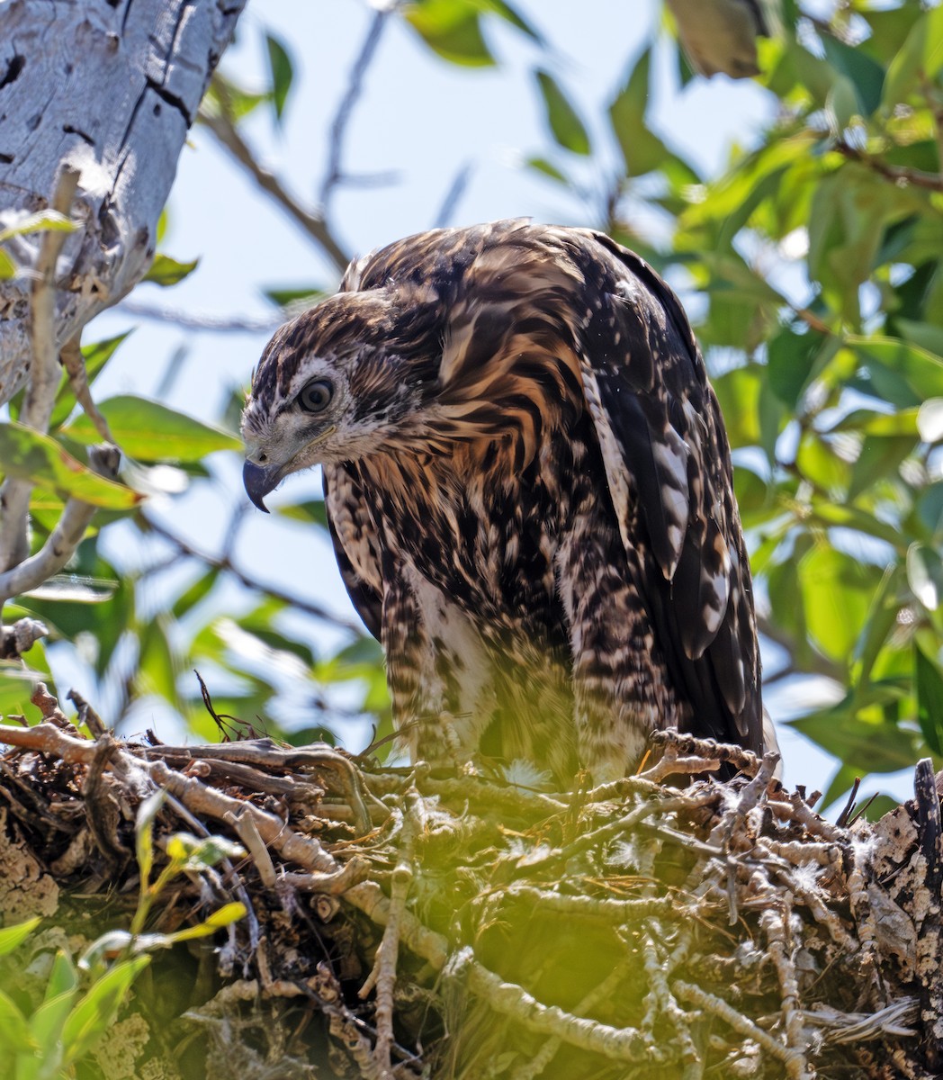 Swainson's Hawk - ML638341266