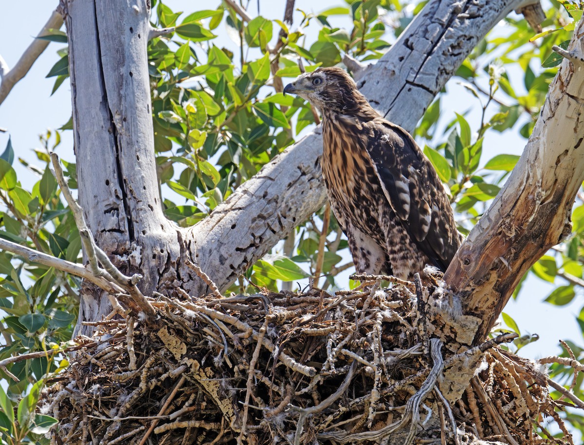 Swainson's Hawk - ML638341267