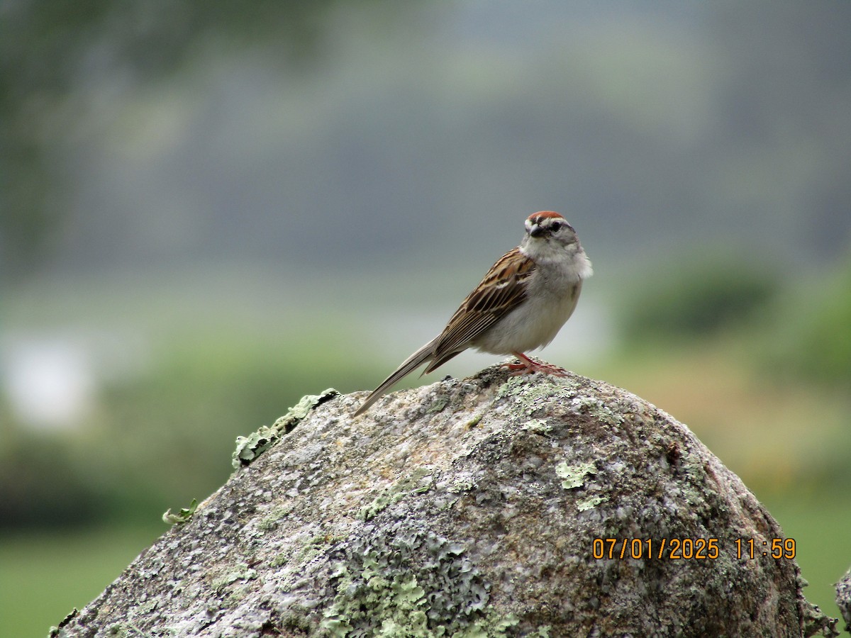 Chingolo Cejiblanco - ML638341282