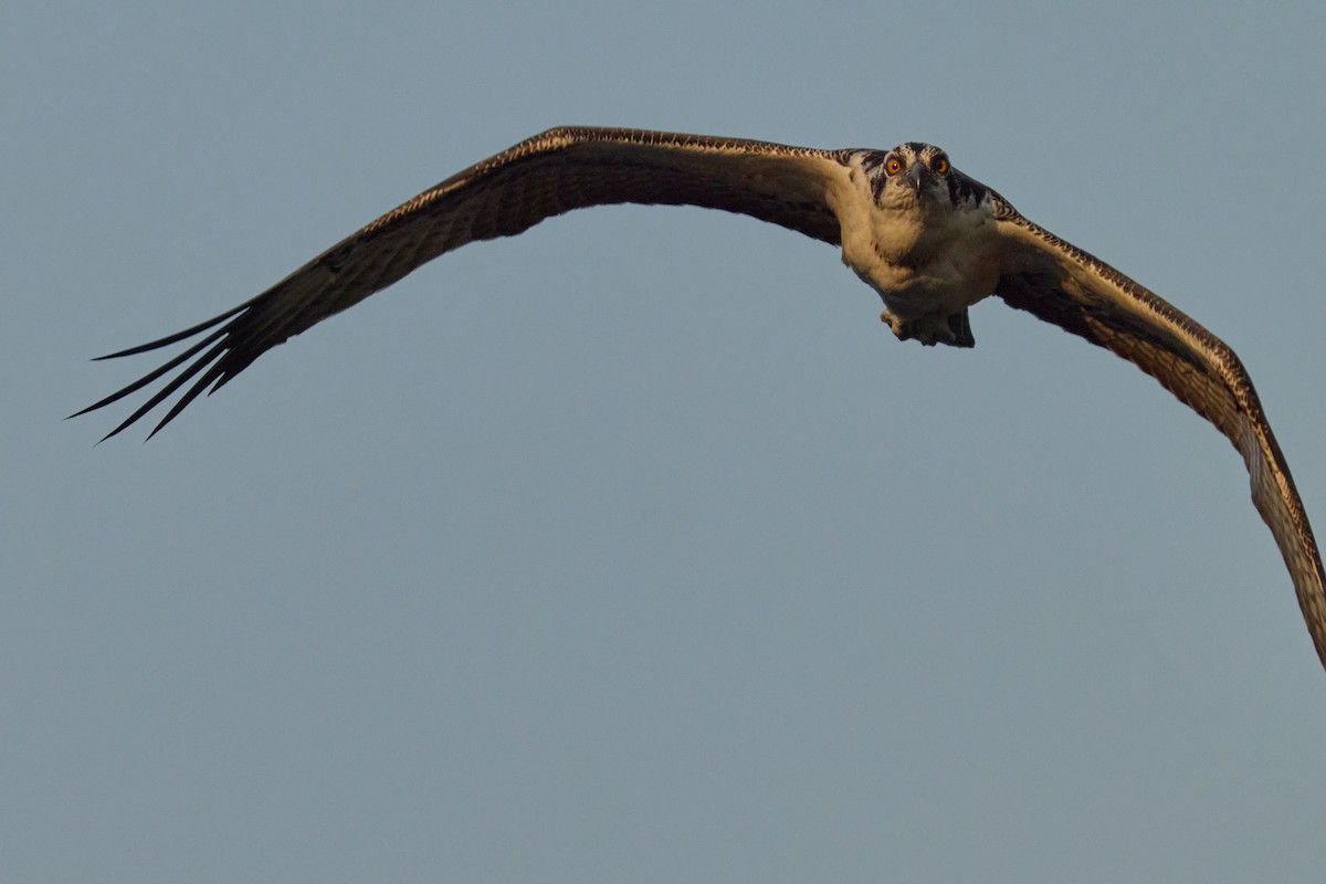 Osprey - ML638341289